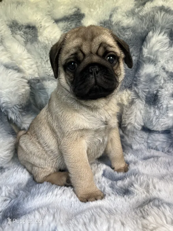 AKC Murphy – Pug puppy for sale in Jasper, MO