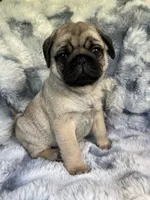 AKC Murphy, a male Pug for sale in Jasper, MO – 5 of 8
