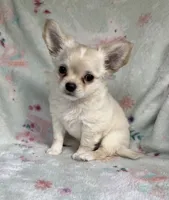 AKC Silas, a male Chihuahua for sale in Jasper, MO – 5 of 6