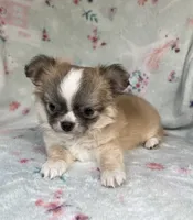 AKC Topper, a male Chihuahua for sale in Jasper, MO – 2 of 7