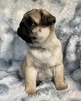 AKC Chewie, a male Pug for sale in Jasper, MO – Photo 4 of 10