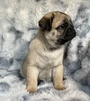 AKC Chewie, a male Pug for sale in Jasper, MO – Photo 7 of 10
