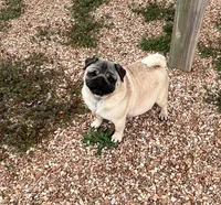 AKC Chewie, a male Pug for sale in Jasper, MO – Photo 9 of 10