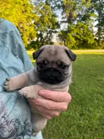 AKC Chewie, a male Pug for sale in Jasper, MO – Photo 1 of 10