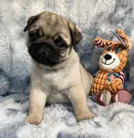 AKC Chewie, a male Pug for sale in Jasper, MO – Photo 3 of 10