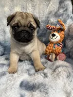 AKC Chewie, a male Pug for sale in Jasper, MO – Photo 6 of 10