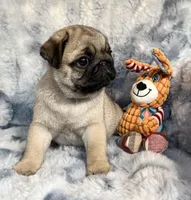 AKC Chewie, a male Pug for sale in Jasper, MO – Photo 5 of 10