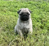 AKC Chewie, a male Pug for sale in Jasper, MO – Photo 2 of 10