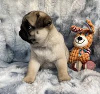 AKC Chewie, a male Pug for sale in Jasper, MO – Photo 8 of 10