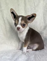 AKC Poppet, a male Chihuahua for sale in Jasper, MO – 4 of 6