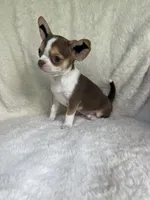 AKC Poppet, a male Chihuahua for sale in Jasper, MO – 6 of 6