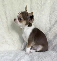AKC Poppet, a male Chihuahua for sale in Jasper, MO – 5 of 6