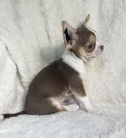 AKC Poppet, a male Chihuahua for sale in Jasper, MO – 3 of 6