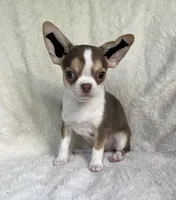 AKC Poppet, a male Chihuahua for sale in Jasper, MO – 2 of 6