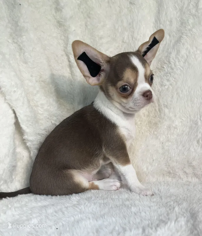 AKC Poppet, a male Chihuahua for sale in Jasper, MO – 1 of 6