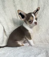 AKC Poppet, a male Chihuahua for sale in Jasper, MO – 1 of 6