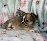AKC Rocket Man, a male Chihuahua for sale in Jasper, MO – 8 of 9