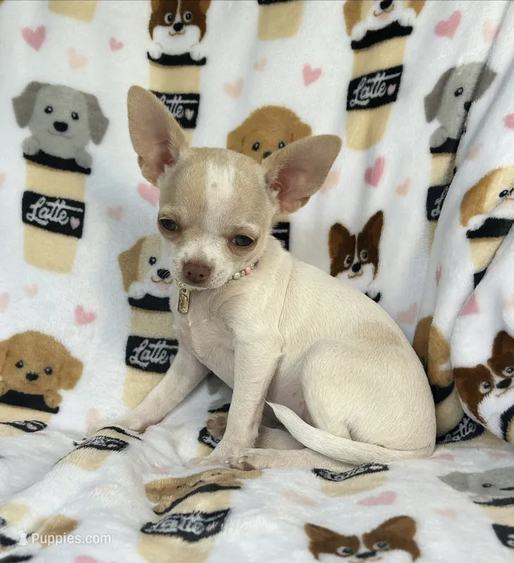 AKC Tally – Chihuahua puppy for sale in Jasper, MO