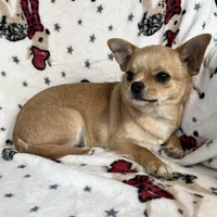 AKC Gobi, a male Chihuahua for sale in Jasper, MO – Photo 5 of 5