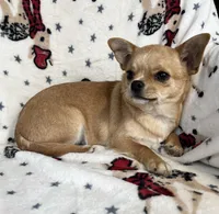 AKC Gobi, a male Chihuahua for sale in Jasper, MO – Photo 5 of 5