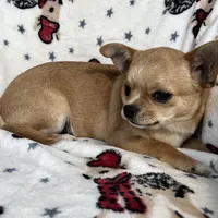 AKC Gobi, a male Chihuahua for sale in Jasper, MO – Photo 3 of 5