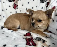 AKC Gobi, a male Chihuahua for sale in Jasper, MO – Photo 3 of 5