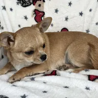 AKC Gobi, a male Chihuahua for sale in Jasper, MO – Photo 2 of 5