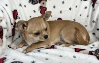 AKC Gobi, a male Chihuahua for sale in Jasper, MO – Photo 2 of 5