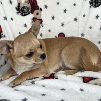 AKC Gobi, a male Chihuahua for sale in Jasper, MO – Photo 1 of 5