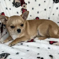 AKC Gobi, a male Chihuahua for sale in Jasper, MO – Photo 4 of 5
