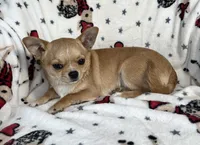 AKC Gobi, a male Chihuahua for sale in Jasper, MO – Photo 4 of 5