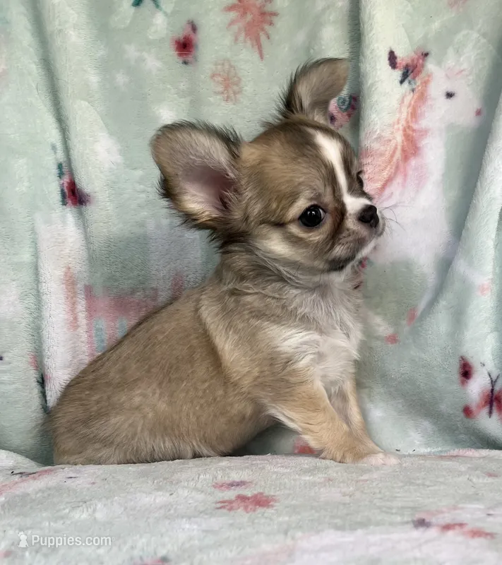 AKC Rocket Man – Chihuahua puppy for sale in Jasper, MO