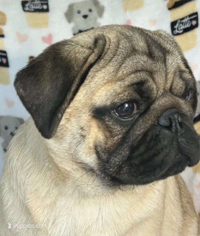 AKC Murphy  – Pug puppy for sale in Jasper, MO
