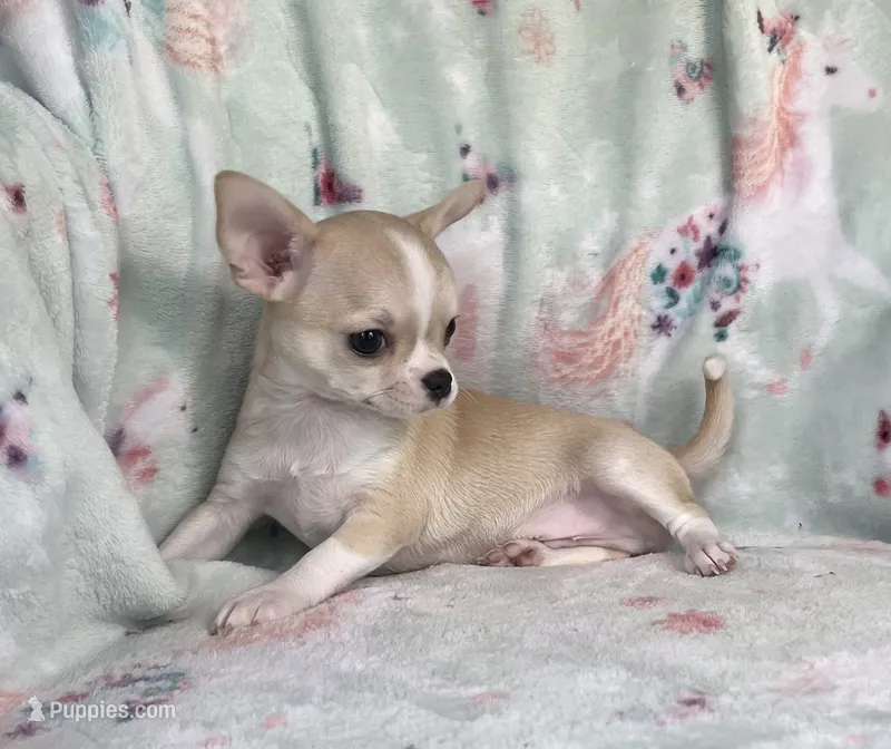 AKC Reggie – Chihuahua puppy for sale in Jasper, MO