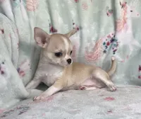 AKC Reggie, a male Chihuahua for sale in Jasper, MO – 1 of 7