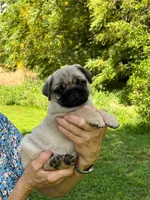 AKC Midas, a male Pug for sale in Jasper, MO – 6 of 10
