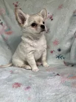 AKC Silas, a male Chihuahua for sale in Jasper, MO – 2 of 6