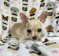 ALC Tess, a female Chihuahua for sale in Jasper, MO – 7 of 8