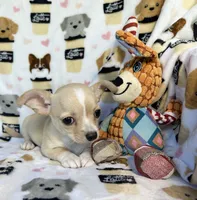 AKC Yoni, a female Chihuahua for sale in Jasper, MO – 3 of 6