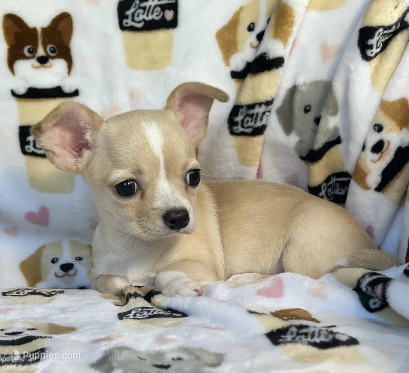 AKC Yoni – Chihuahua puppy for sale in Jasper, MO