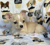 AKC Yoni, a female Chihuahua for sale in Jasper, MO – 1 of 6
