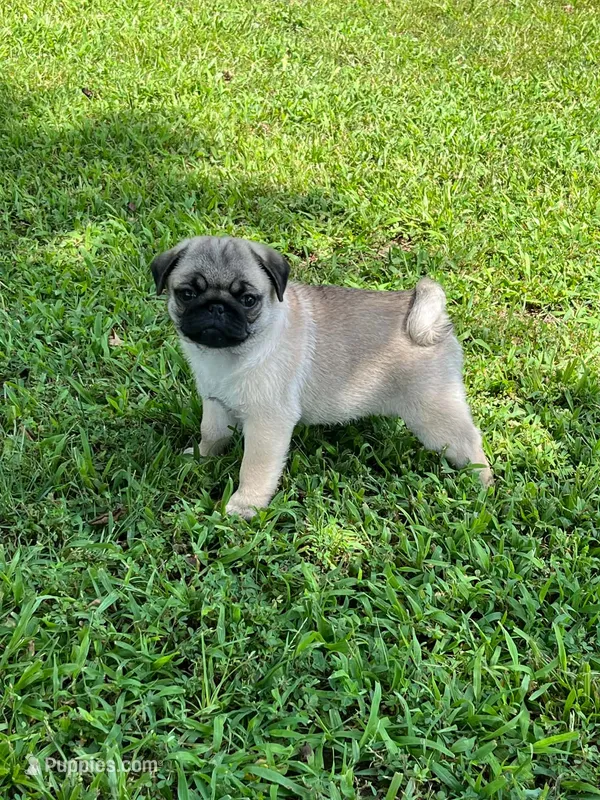 AKC Marvin – Pug puppy for sale in Jasper, MO