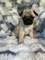 AKC Maggie, a female Pug for sale in Jasper, MO – 7 of 8