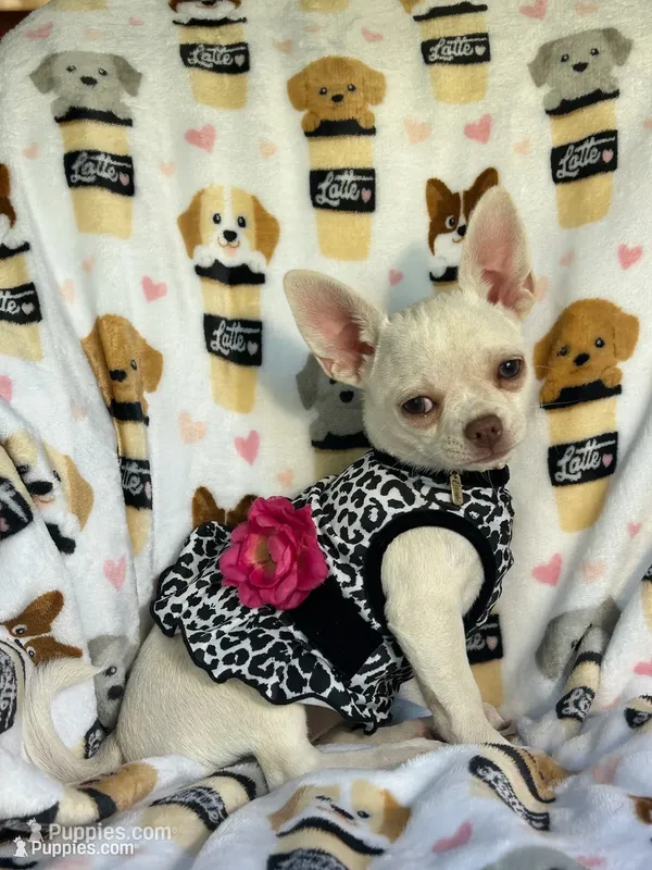AKC Trina – Chihuahua puppy for sale in Jasper, MO