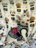 AKC Trina, a female Chihuahua for sale in Jasper, MO – 6 of 7