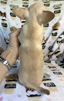 AKC Yoki, a male Chihuahua for sale in Jasper, MO – 6 of 6