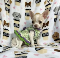 AKC Tally, a female Chihuahua for sale in Jasper, MO – 7 of 8