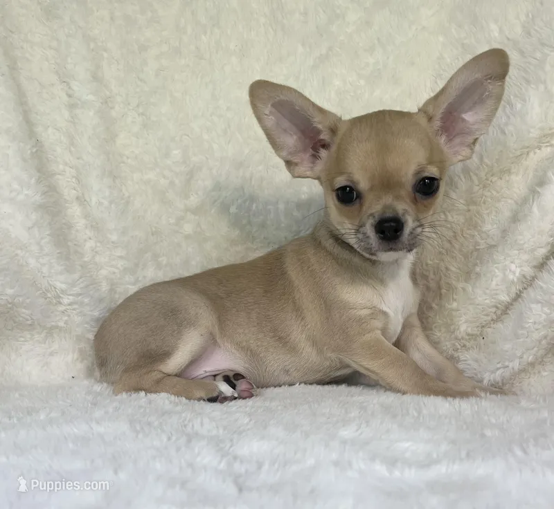 AKC Pablo – Chihuahua puppy for sale in Jasper, MO