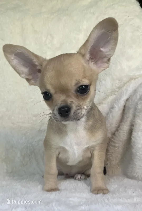 AKC Pablo – Chihuahua puppy for sale in Jasper, MO
