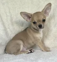 AKC Pablo, a male Chihuahua for sale in Jasper, MO – 3 of 5